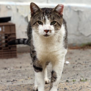 Gray and white cat outside 